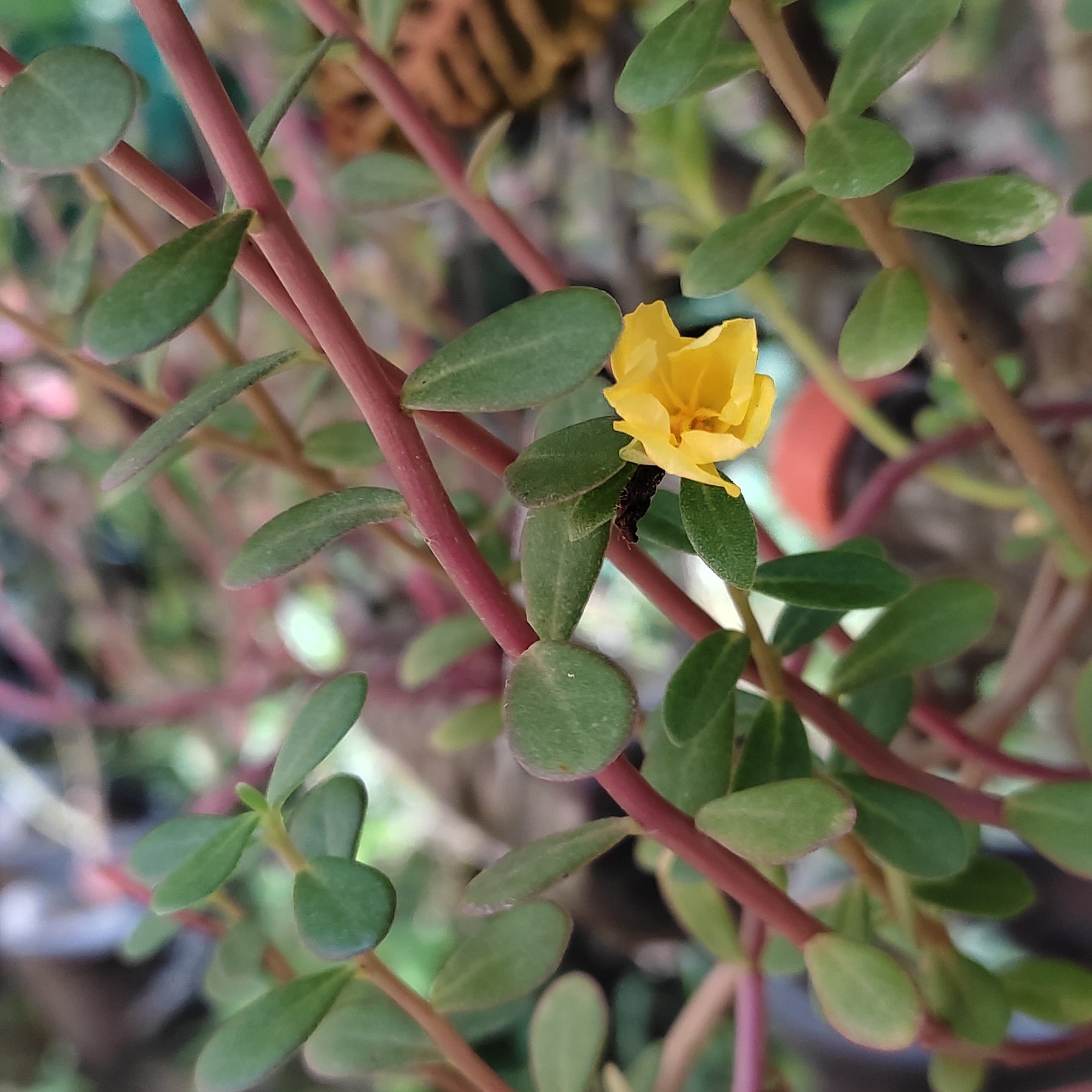 Siyad - Qwert - 5 - White